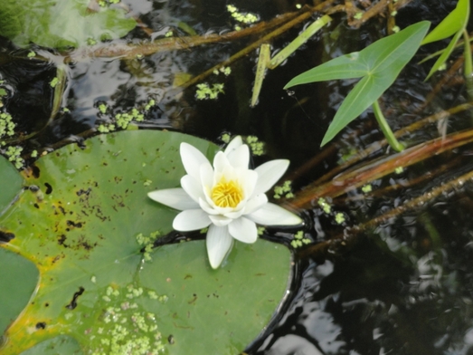 09Wasserflora Irene Konrad.jpg